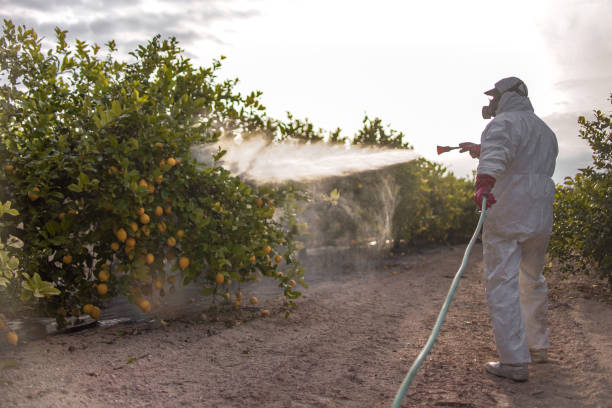 Best Residential Pest Control  in Brazoria, TX