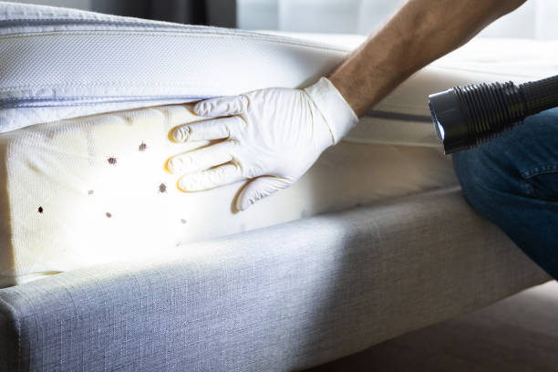 Best Bed Bug Extermination  in Brazoria, TX