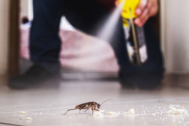 Best Flea Control Services  in Brazoria, TX